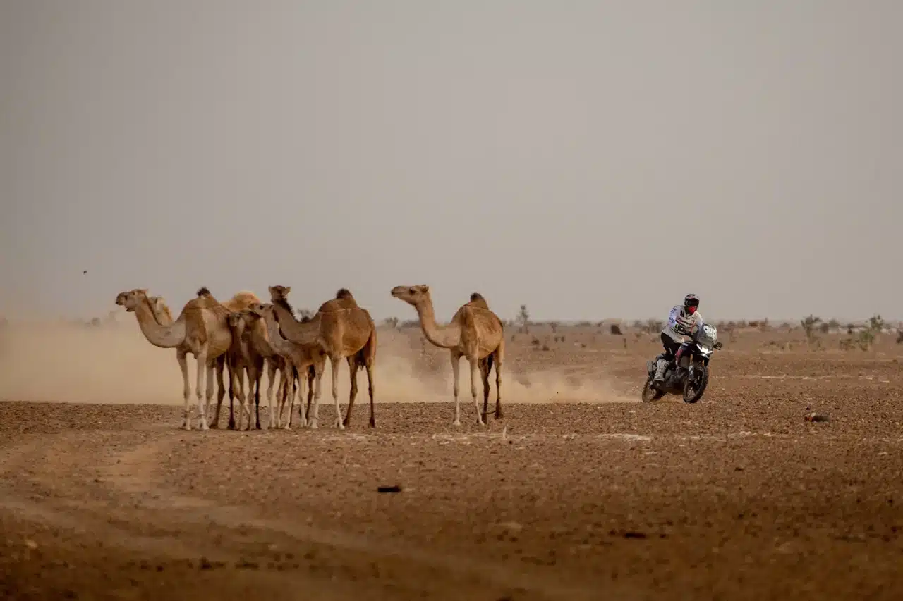 Aprilia Tuareg Queen of Africa 2024