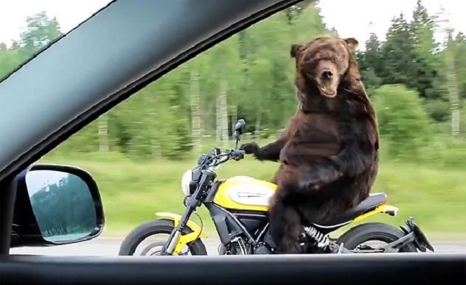 Ducati Scrambler, che ci fa un orso in sella? [VIDEO]
