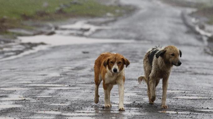Streunender Hund: Die Gemeinde Sciacca muss 350 Euro entschädigen